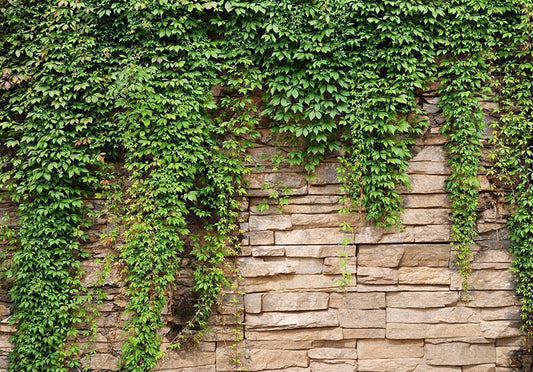 Wall Mural - Ivy wall