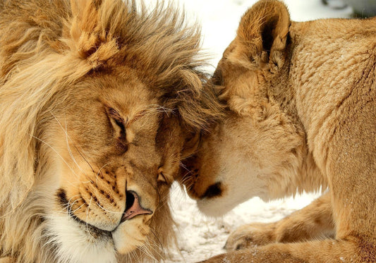 Fotobehang - Lion Tenderness