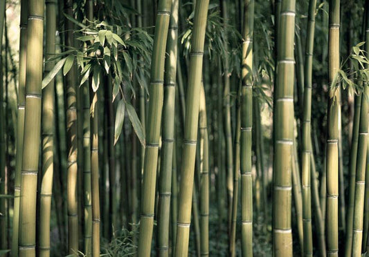 Fototapete - Exotischer Bambus