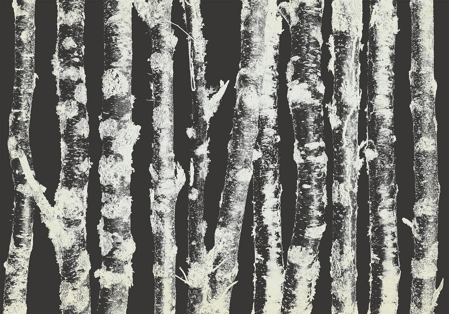 Fotobehang - Stately Birches - Second Variant