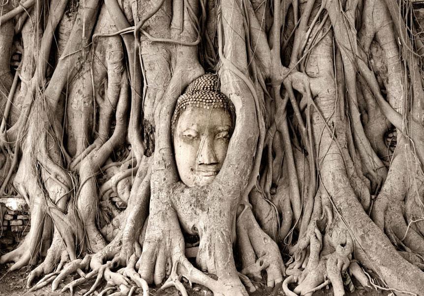 Fotobehang - Buddha's Tree