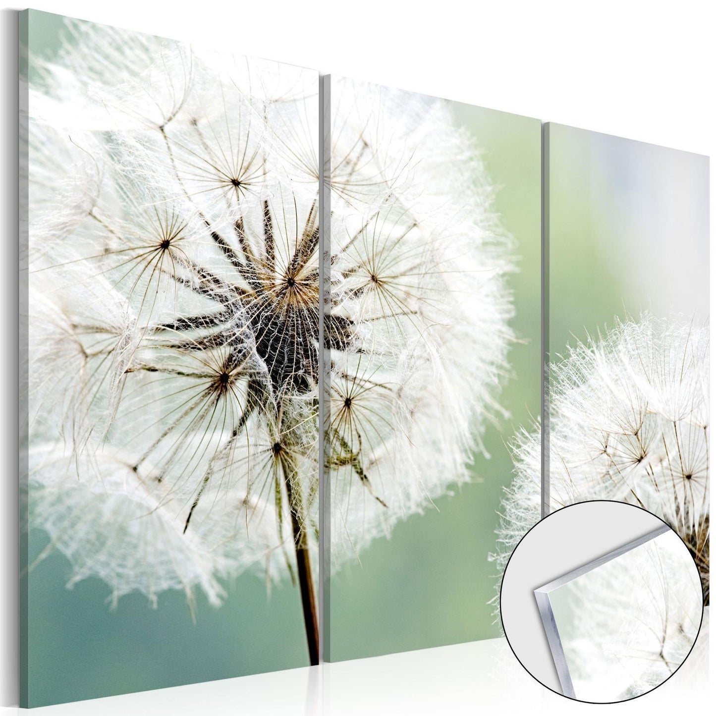 Afbeelding op acrylglas - Fluffy Dandelions