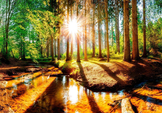 Selbstklebende Fototapete - Marvelous Forest