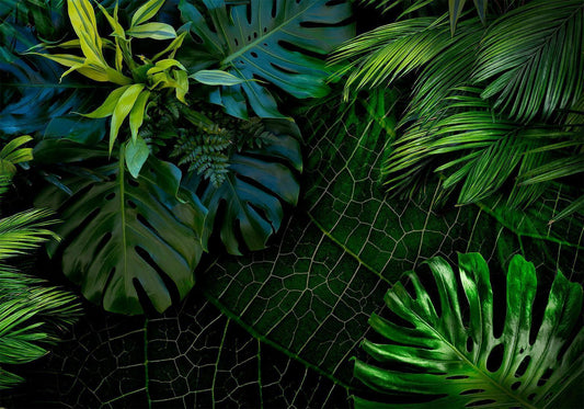 Fotobehang - Dark Jungle
