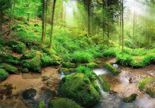 Selbstklebende Fototapete - Humid Forest
