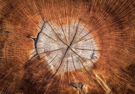 Fototapete - Die Seele eines Baumes