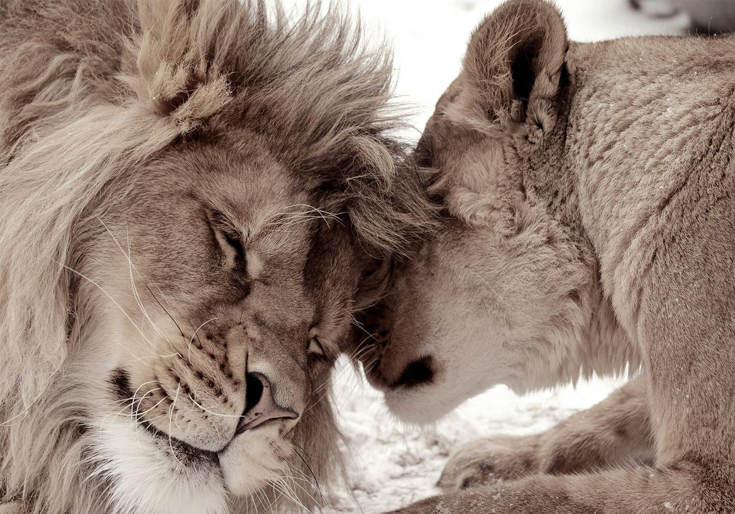 Selbstklebende Fototapete - Lion Tenderness (Sepia)