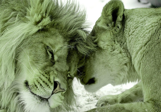 Selbstklebende Fototapete - Lion Tenderness (Grün)