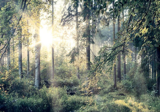 Selbstklebende Fototapete - Tales of a Forest