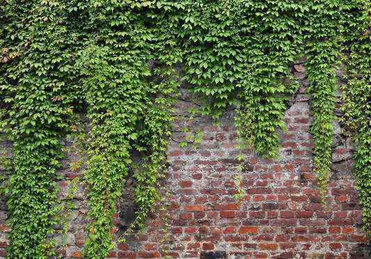 Fotobehang - Brick and ivy