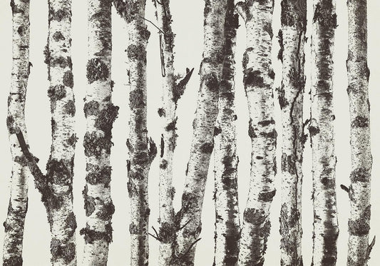 Fotobehang - Stately Birches - First Variant