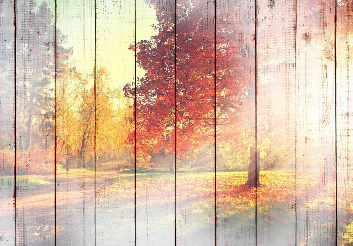 Fototapete - Herbstsonne